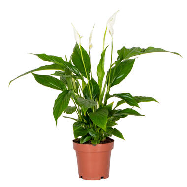 Spathiphyllum 'Torelli' - Lepelplant - ⌀12 cm - ↕35-45 cm product