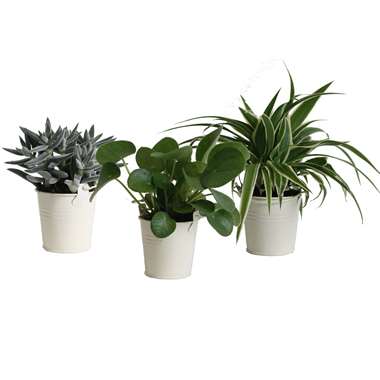 Trio Eden Colection ® in zomers zink ⌀ 10 cm h 15 cm product