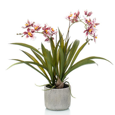 Kunstplant orchidee - Orchidaceae - bordeaux - keramische pot - 45 cm product