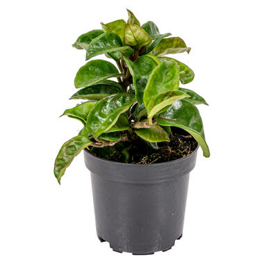 Hoya 'Krinkle' - Pot 10 cm - Hoogte 15 cm product