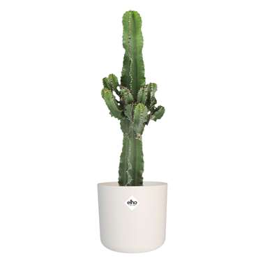 Euphorbia cactus in ELHO ® b.for soft pot (wit) ⌀ 22 cm h 70 cm product