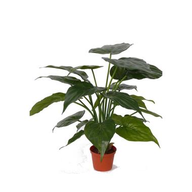 Bellatio flowers & plants Kunstplant - Alocasia olifantenoor - 51 cm product