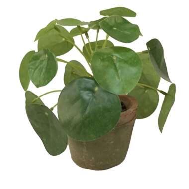 Bellatio flowers & plants Kunstplant - pilea pannenkoekplant - 13 cm product
