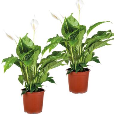 2x Spathiphyllum 'Bingo Cupido' - Lepelplant - ⌀17 cm - ↕65-75 cm product
