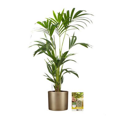 Pokon Kentia Palm incl. watermeter en voeding - in Mica Era Pot Goud product