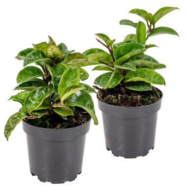 Hoya 'Krinkle' 2x - Pot 10 cm - Hoogte 15 cm product