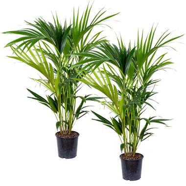 Kentiapalm - Howea 'Forsteriana' 2x - Pot 18 cm - Hoogte 100 cm product