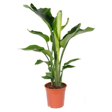 Strelitzia 'Nicolai' - Paradijsvogelplant - Pot 21 - Hoogte 90-100 cm product
