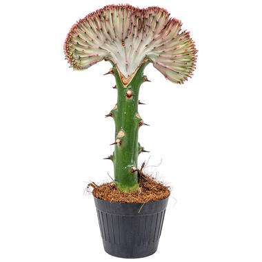 Euphorbia Lactea 'Cristata' - Cactus - Pot 11 cm - Hoogte 30 cm product