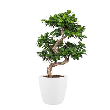 Ficus Gin Seng in ELHO ® Pure Round (Wit) ⌀ 30 cm h 70 cm product
