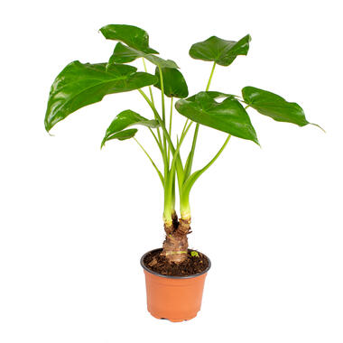 Olifantsoor - Alocasia 'Cucullata' op stam - Pot 12 cm - Hoogte 50 cm product