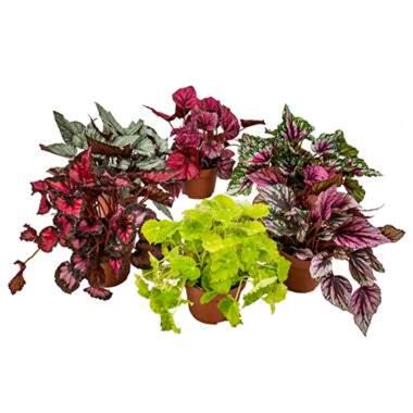 6x Begonia Beleaf Mix – Bladbegonia – ⌀12 cm - ↕20-25 cm product