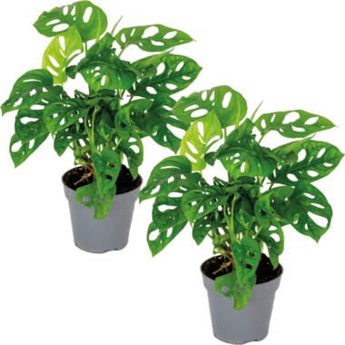 2x Monstera adansonii 'Monkey Leaf' - Gatenplant - ⌀12 cm - ↕20-25 cm product