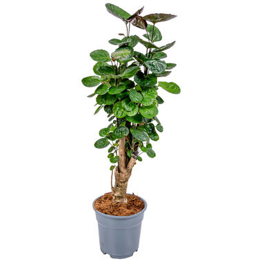 Polyscias 'Fabian' - tropische kamerplant pot 17 cm - hoogte 60 cm product