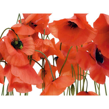 Sanders & Sanders fotobehang - bloemen - rood - 360 x 270 cm product