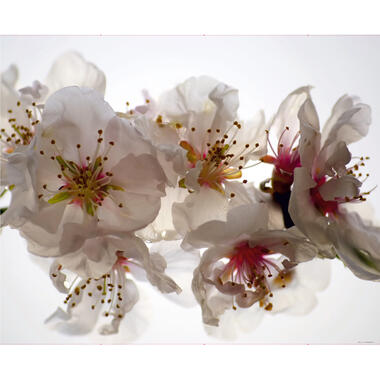 Sanders & Sanders fotobehang - bloemen - wit en roze - 360 x 270 cm product