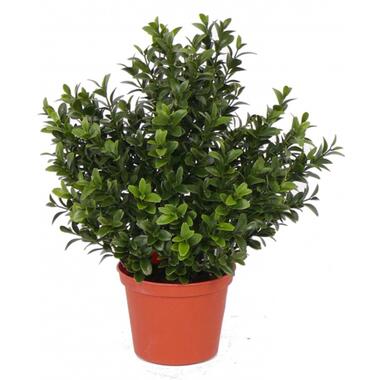 Bellatio flowers & plants Kunstplant - Buxus - groen - in pot - 31 cm product