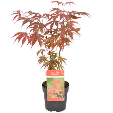 Acer palmatum 'Atropurpureum' - Japanse Esdoorn- ⌀10,5 cm - ↕25-30 cm product