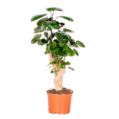 Polyscias 'Fabian -Sterke tropische kamerplant pot 12 cm -hoogte 40 cm product