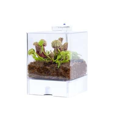 Planten terrarium met verlichting - Vleesetende planten - Self made product