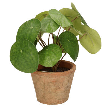 Bellatio flowers & plants Kunstplant - pilea pannenkoekplant - 25 cm product