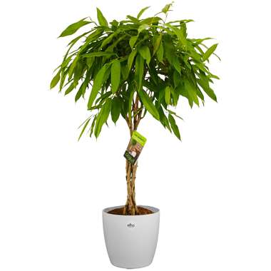 Ficus Binnendijkii in ELHO ® Pure Round (Wit) ⌀ 25 cm h 100 cm product
