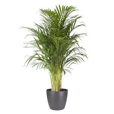 Areca Palm in ELHO ® Pure Round pot (antraciet), ⌀ 25 cm, h 125 cm product