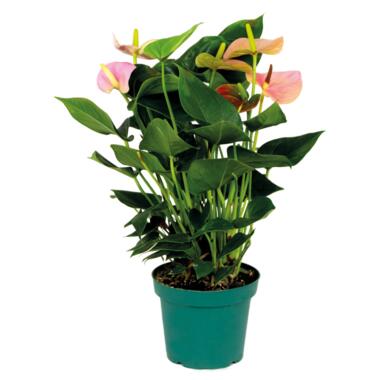 Anthurium Aristo Roze – Flamingoplant - ⌀14 cm - ↕45-55 cm product