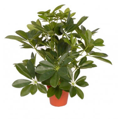 Bellatio flowers & plants Kunstplant - Schefflera - groen - 55 cm product