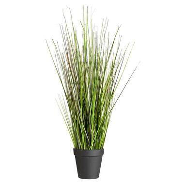 Grass Bush in pot - 53 cm - Leen Bakker
