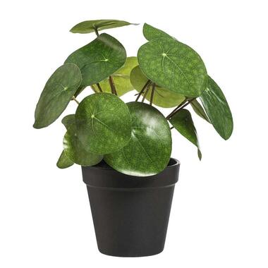 Pannenkoekenplant in pot - zwart - 25 cm - Leen Bakker