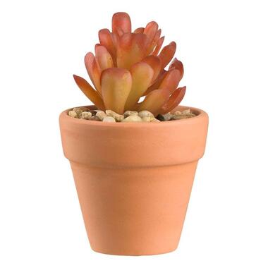 Vetplant in pot - rood - 11x?7 cm - Leen Bakker