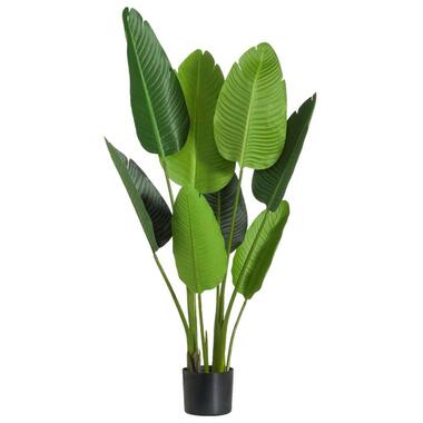Strelitzia tak - groen - 116 cm - Leen Bakker