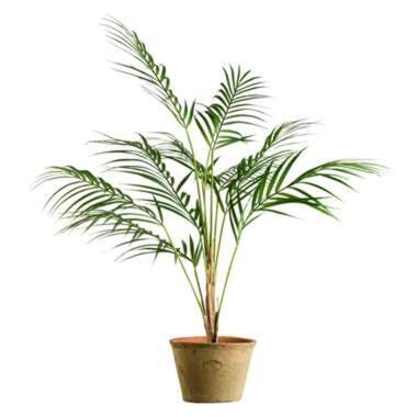 Plant Chamaedorea groen 85 cm Leen Bakker