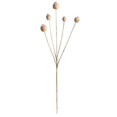 Papaver Seed Spray - beige - 75 cm - Leen Bakker