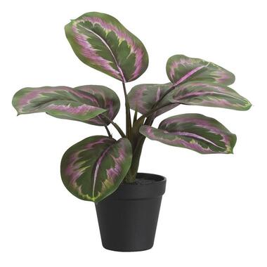 Kunstplant Calathea bush in pot - groen/roze - 30 cm product