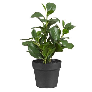 Kunstplant Peperomia in pot - groen/zwart - 38 cm - Leen Bakker