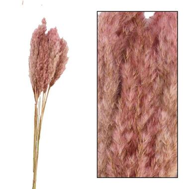 Pampas pluim - roze - 70 cm product