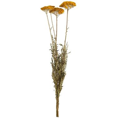 Droogbloemen Achillea 3-stuks - 70 cm - Leen Bakker