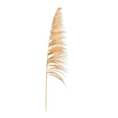 Pampas pluim Sem - beige - 160 cm - Leen Bakker