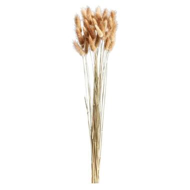 Droogbloemen Lagurus - bruin - 45-50 cm - Leen Bakker