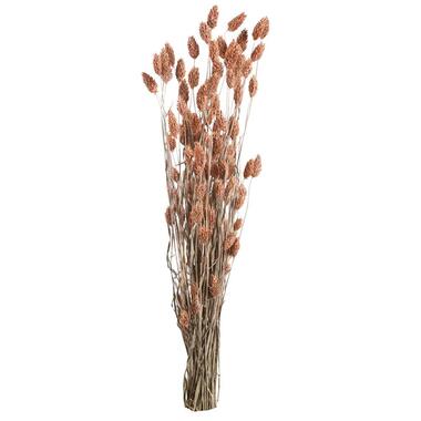 Droogbloemen Phalaris - roze - 76 cm - Leen Bakker
