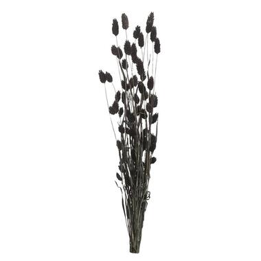 Droogbloemen Phalaris - zwart - 76 cm - Leen Bakker