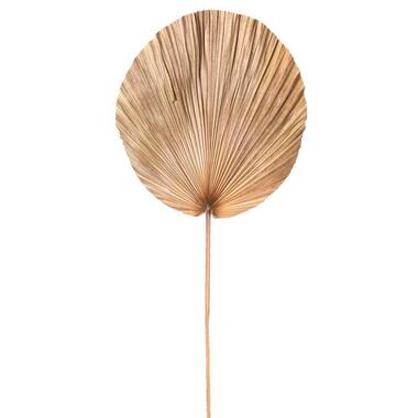 Droogbloem Palm leaf - bruin - 110 cm product