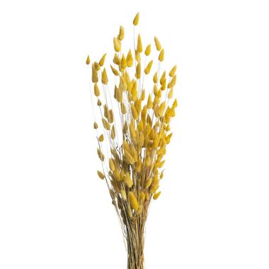 Droogbloemen Lagurus - geel - 65 cm product