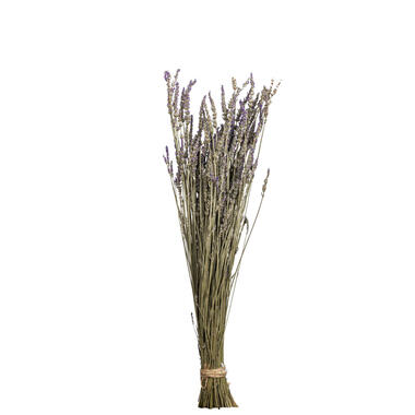 Droogbloemen Lavendel - paars - 58 cm product