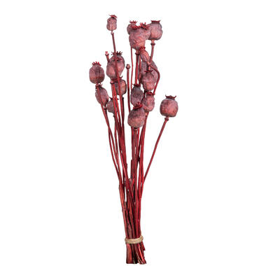 Droogbloemen Bunch Papaver Holland - roze - 58 cm - Leen Bakker