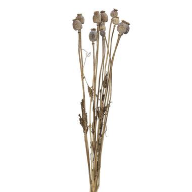 Droogbloemen Papaver 10 stuks - 60 cm product