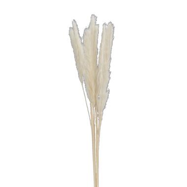 Droogbloemen Pampas pluim 6 stuks - crème product