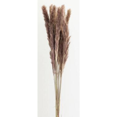 Droogbloemen Pampas pluim 6 stuks - bruin product